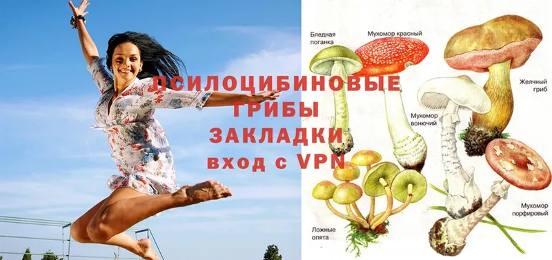 мега как войти  купить наркоту  Карачев  Галлюциногенные грибы Psilocybine cubensis 